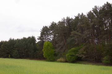 Spring meadow and blue sky over grass field, countryside landscape