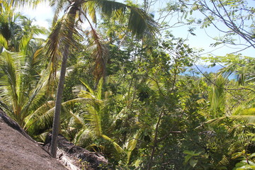 Naklejka premium coconut and palm trees seychelles