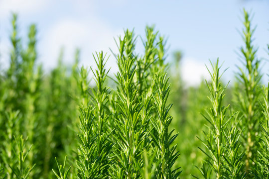 Green rosemary field. Closeup bokeh effect. Horizon with blue sky