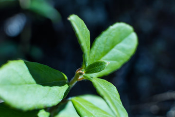 Green small plant close-up. Macro. Place for text or logo. The concept of the microworld, harmony of nature, environmental friendliness.