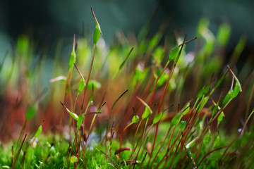 Forest moss close up. Concept of forest flora, microcosm. Summer macro photo. Natural minimalism.