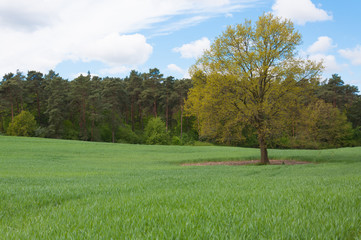 Lonely tree on a green field