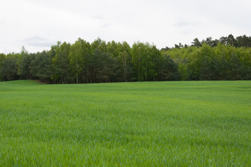 Spring meadow and blue sky over grass field, countryside landscape
