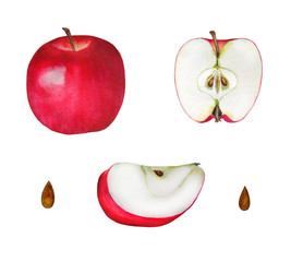 Apples Watercolor illustrations set of summer botanical decorations greeting card design	