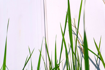 green grass against a white fence