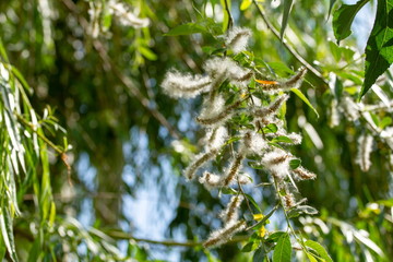 Fototapeta premium spring willow fluff
