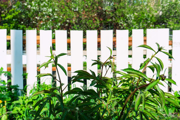 Obraz premium green grass against a white fence