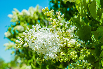 White lilac flowers against blue sky background.