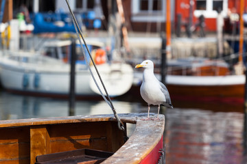 Bird Portrait on Ship Board like Sailor / Big seagull stand on ship bow of wooden boat at small harbor background (copy space)