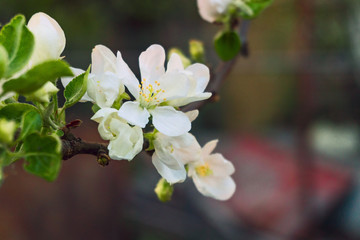 white flowers on a branch with leaves