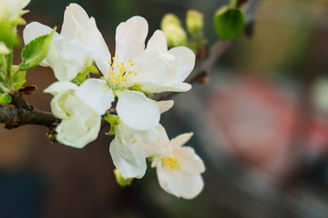white flowers on a branch with leaves