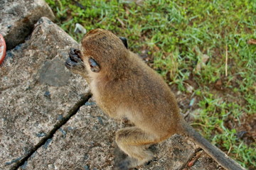 monkeys sits and eating in the forest. Monkey forest, Kembang Island Banjarmasin
