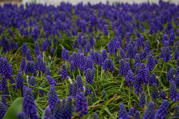 Beautiful hyacinths are blooming in the park.