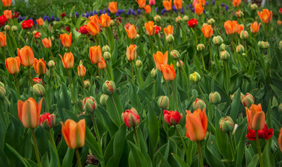 Beautiful tulips in the park. Red, yellow and orange tulips.