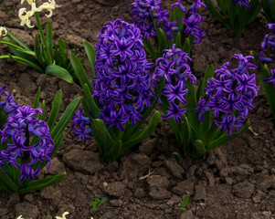 Beautiful hyacinths are blooming in the park.
