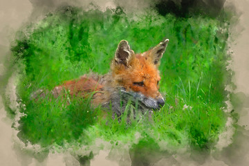 Stunning image of red fox vulpes vulpes in lush Summer countryside landscape