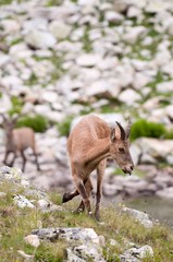Caucasian mountain goat tour. Out in the wild in a natural habitat.