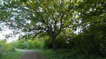 Oak (Duir) (Quercus) Tree at sunset