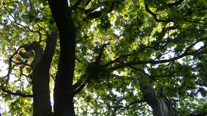 Oak (Duir) (Quercus) Tree at sunset