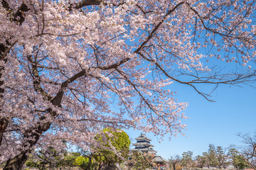 Matsumoto Castle During Cherry Blossom