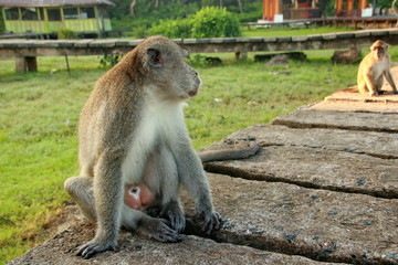 monkeys sits and eating in the forest. Monkey forest, Kembang Island Banjarmasin