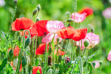 Red and pink poppy flowers in a field, red papaverRed and pink poppy flowers in a field, red papaver - obrazy, fototapety, plakaty