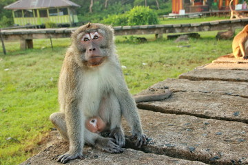 monkeys sits and eating in the forest. Monkey forest, Kembang Island Banjarmasin