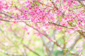 Pink Cherry Blosssom with blue sky