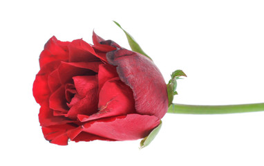 Fototapeta premium Beautiful rose isolated on white