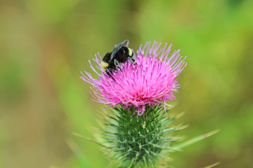 Bumblebee Collecting Pollen on a Bull Thistle