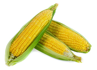 Corn on white background