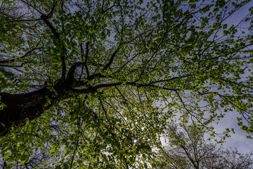 The sun is shining through the trees on  a spring day