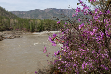 чемал, катунь