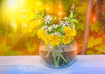 summer spring still life, yellow dandelion flowers white cherry sunset