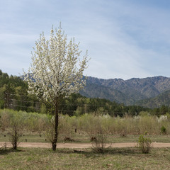 Obraz premium чемал, катунь