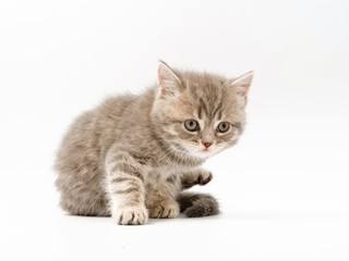 little funny kittens on a white background