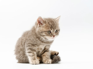 little funny kittens on a white background