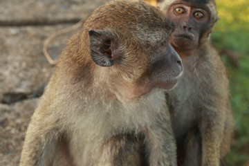 monkeys sits and eating in the forest. Monkey forest, Kembang Island Banjarmasin