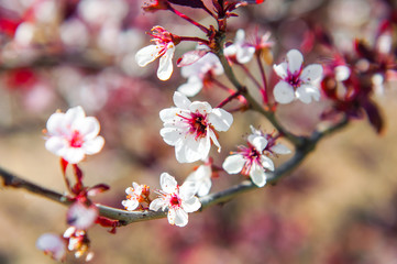 Blooming cherry tree on blurred garden background.