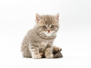 little funny kittens on a white background