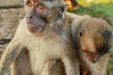 monkeys sits and eating in the forest. Monkey forest, Kembang Island Banjarmasin