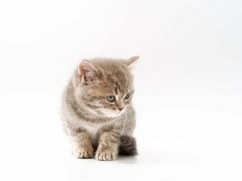 little funny kittens on a white background