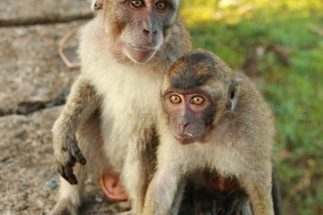 monkeys sits and eating in the forest. Monkey forest, Kembang Island Banjarmasin