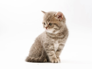 little funny kittens on a white background
