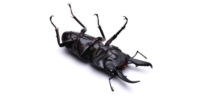 ヒラタクワガタ　裏返し