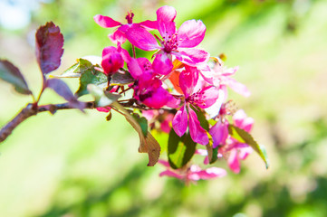 Pink flowers blossoming apple tree on spring background.