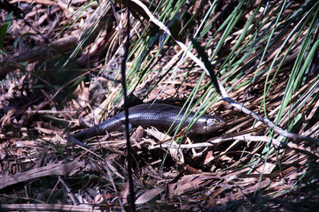 Tiliqua reptile lying on the grass