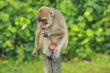 monkeys sits and eating in the forest. Monkey forest, Kembang Island Banjarmasin