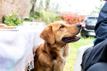 Beautiful dog, golden retriever playing in the spring with his friends. Face of a pet dog with a...
