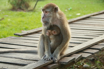 monkeys sits and eating in the forest. Monkey forest, Kembang Island Banjarmasin